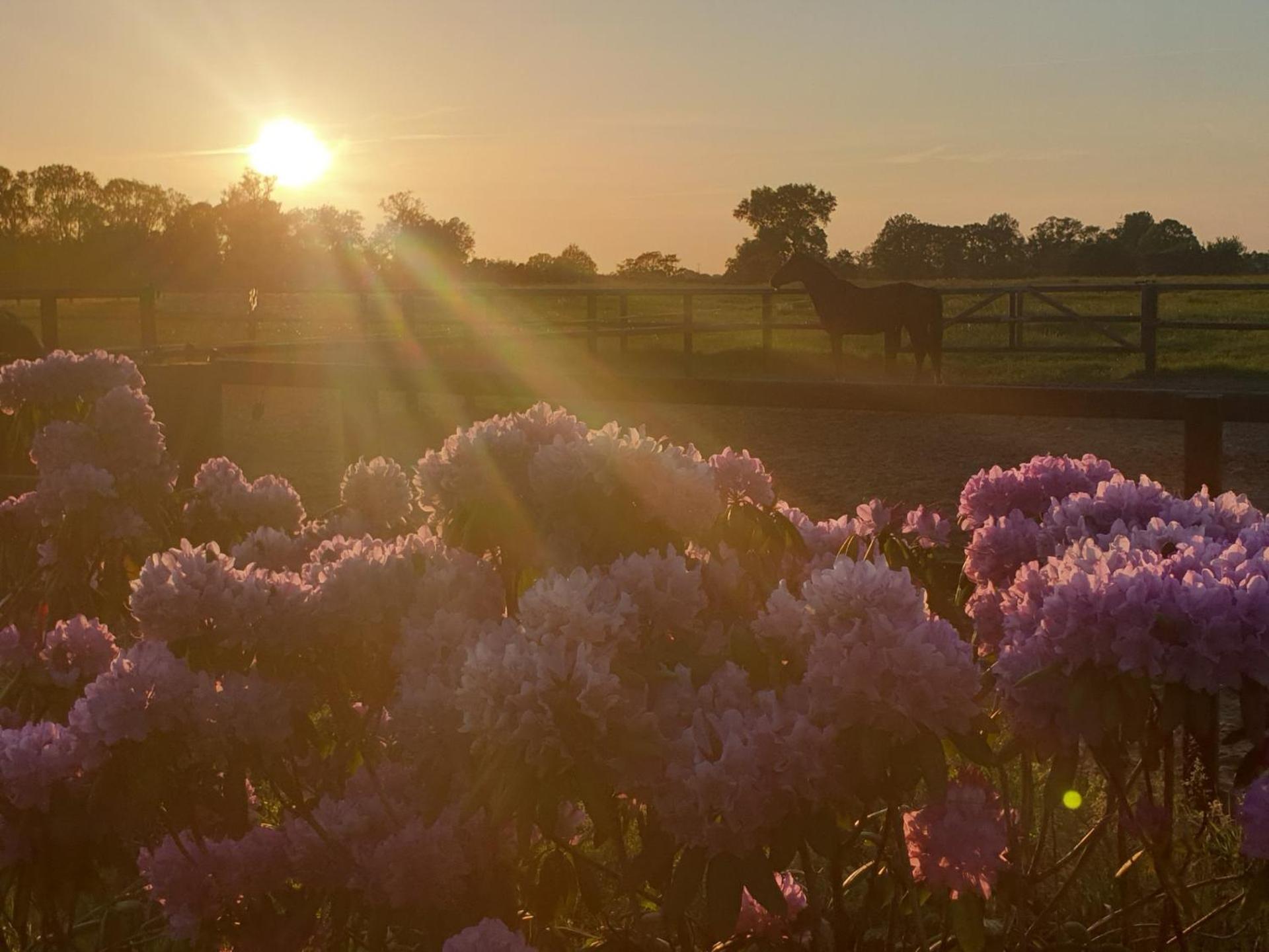 Weleveld Landgoed De Lavei Bed & Breakfast エクステリア 写真